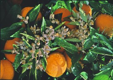 Orangesblossoms